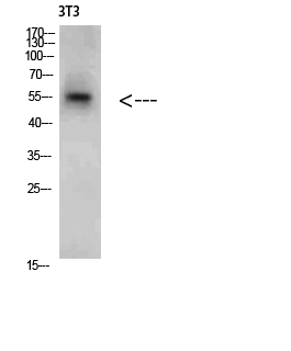 a03564 1 creb3 primary antibodies wb testing 1
