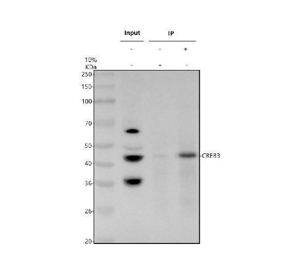 Immunoprecipitating CREB3 in A549 whole cell lysate