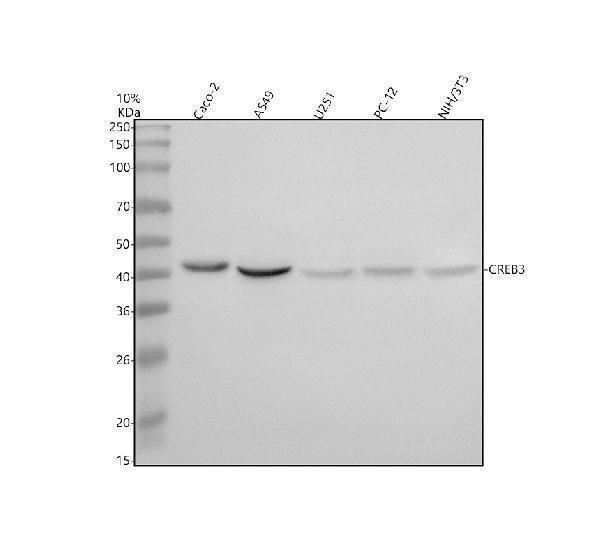 Western blot analysis of CREB3 using anti-CREB3 antibody (A03564-5)