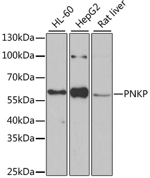 Western blot analysis of extracts of various cell lines, using PNKP antibody  at 1:1000 dilution