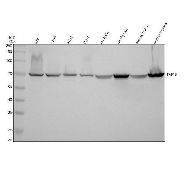 Western blot analysis of TAF15 using anti-TAF15 antibody (A03567-1)