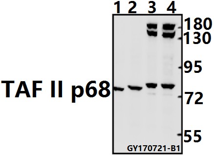 Western blot (WB) analysis of TAF II p68 (N380) pAb at 1:500 dilution
Lane1:3T3-L1 whole cell lysate(40ug)
Lane2:C6 whole cell lysate(40ug)
Lane3:MCF-7 whole cell lysate(40ug)
Lane4:HEK293T whole cell lysate(40ug)