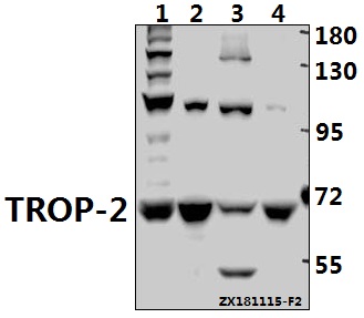 a03569 1 tacstd2 primary antiboties wb testing 1
