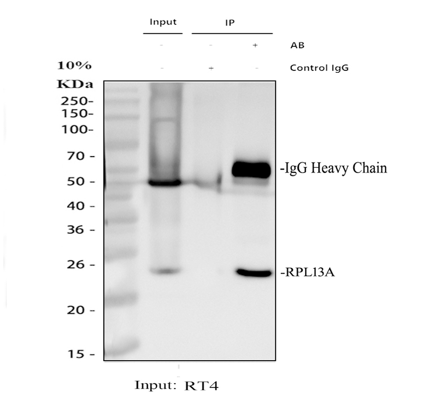 a03571 1 rpl13a primary antibodies ip testing 1