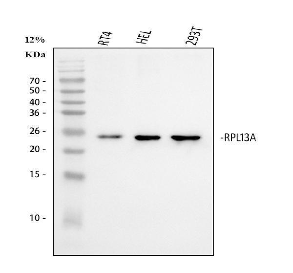  Western blot analysis of RPL13A using anti-RPL13A antibody (A03571-1)
