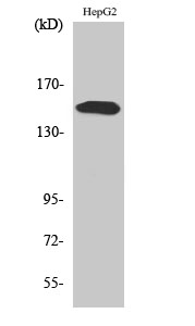 a03572y753 1 plcg2 primary antibodies wb testing 2