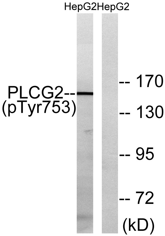 a03572y753 1 plcg2 primary antibodies wb testing 3