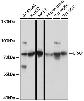 Western blot analysis of extracts of various cell lines, using BRAP antibody  at 1:3000 dilution