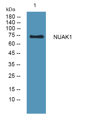 a03575 nuak1 primary antibodies wb testing 1