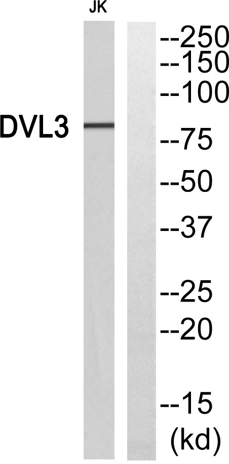 Western blot analysis of DVL3 Antibody