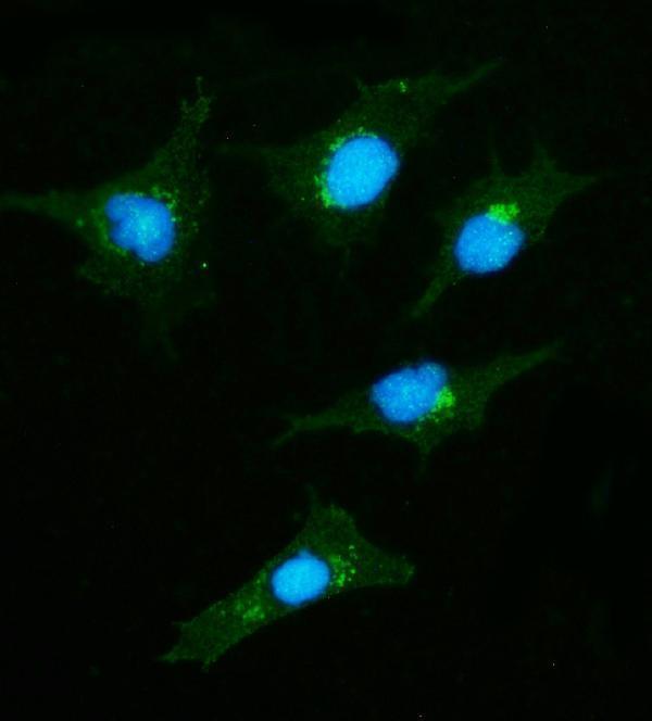 a03579 1 clasp2 primary antibodies if testing 3