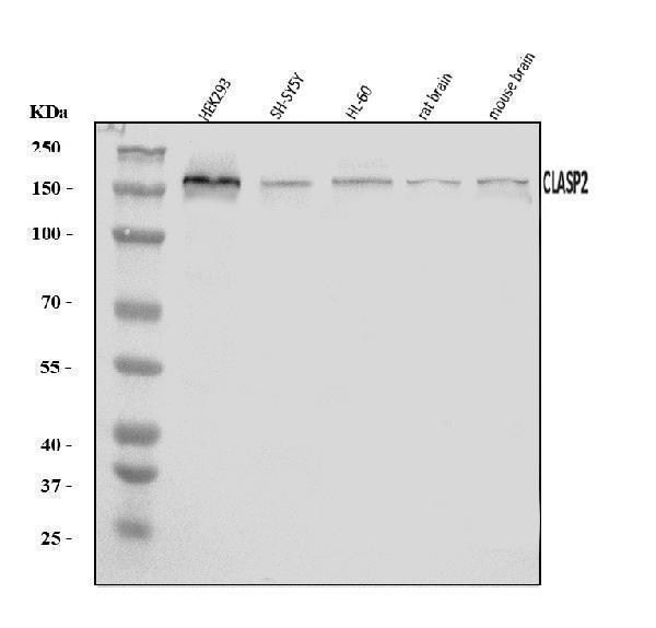 a03579 1 clasp2 primary antibodies wb testing 1