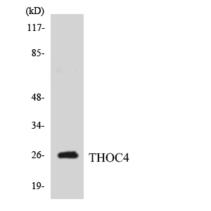 a03580 1 alyref primary antibodies wb testing 1