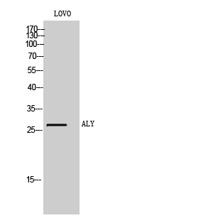 a03580 1 alyref primary antibodies wb testing 2