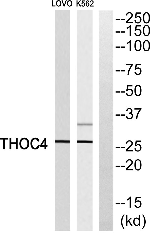 a03580 1 alyref primary antibodies wb testing 3