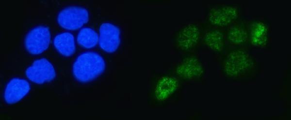 a03580 3 alyref primary antibodies if testing 2