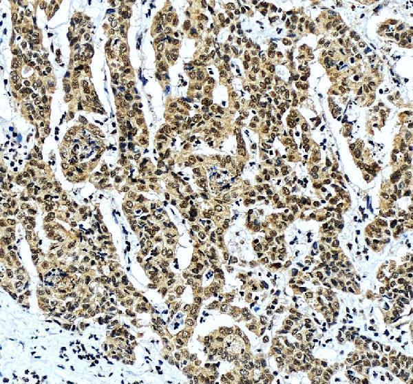 a03580 3 alyref primary antibodies ihc testing 2