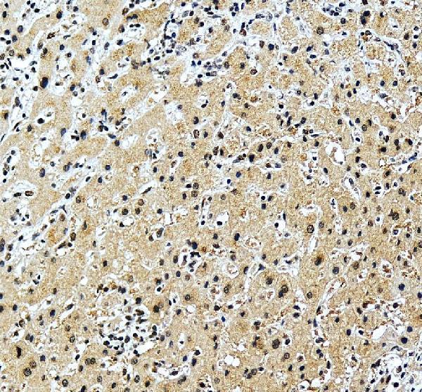a03580 3 alyref primary antibodies ihc testing 3