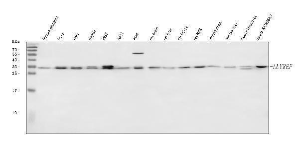 a03580 3 alyref primary antibodies wb testing 1