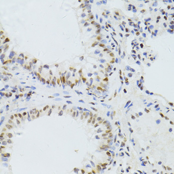 a03580 alyref primary antiboties ihc testing 2
