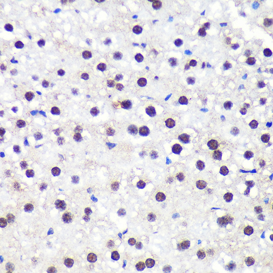 a03580 alyref primary antiboties ihc testing 3