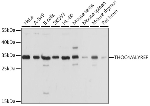 a03580 alyref primary antiboties wb testing 1