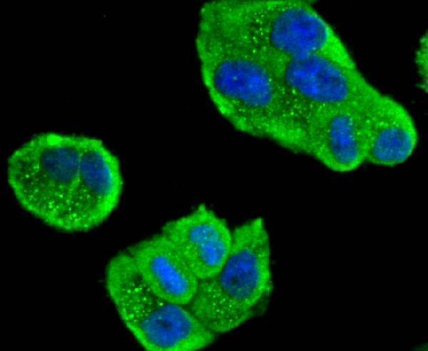 ICC staining MEKK3 in Hela cells (green)