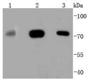 Western blot analysis of MEKK3 on different lysates using anti-MEKK3 antibody at 1/1,000 dilution