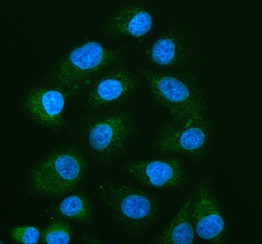 a03587 1 brms1 primary antibodies if testing 1