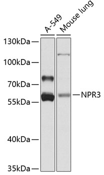 a03589 npr3 primary antiboties wb testing 1