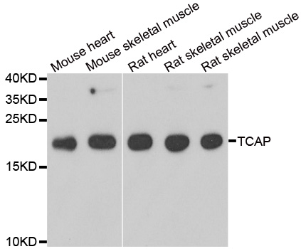 a03590 tcap primary antiboties wb testing 1