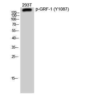 a03592y1087 1 arhgap35 primary antibodyes wb testing 1
