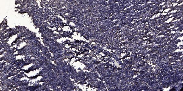 Immunohistochemical analysis of paraffin-embedded human tonsil