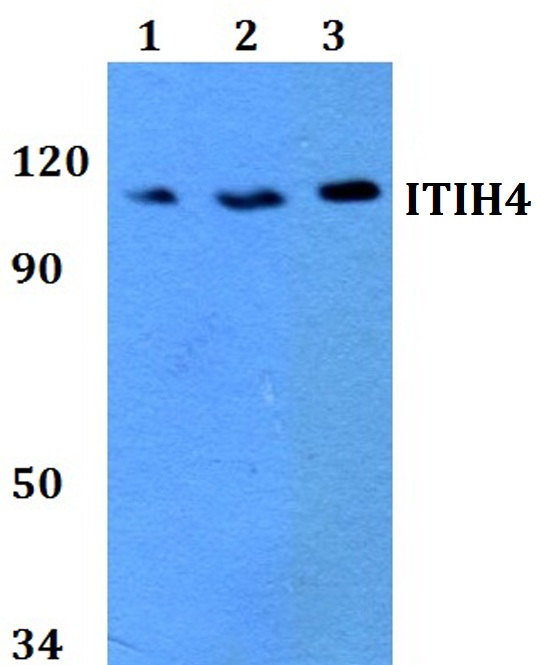 a03593 itih4 primary antiboties wb testing 1