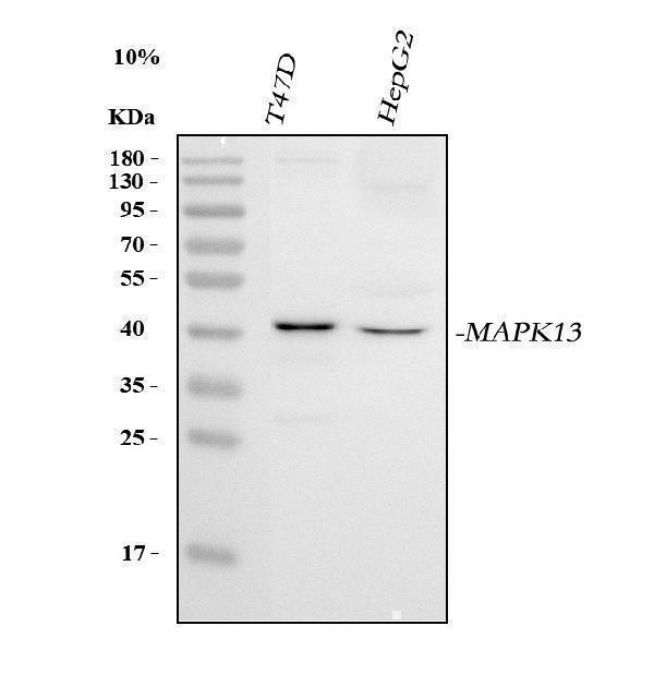  Western blot analysis of MAPK13 using anti-MAPK13 antibody (A16132-1)