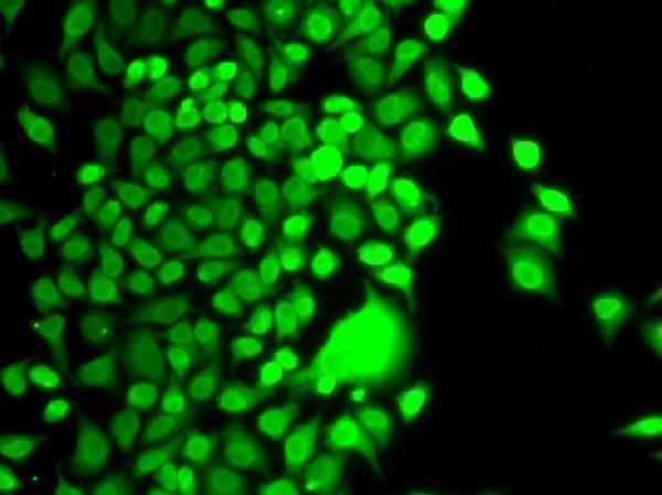 Immunofluorescence analysis of U2OS cells, using HAT1 polyclonal antibody