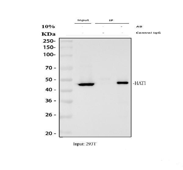 a03596 2 hat1 primary antibodies ip testing 1