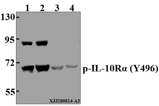 a03597y496 il10ra primary antiboties wb testing 1