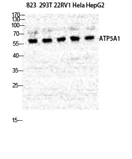 a03598 atp5a1 primary antibodyes wb testing 1