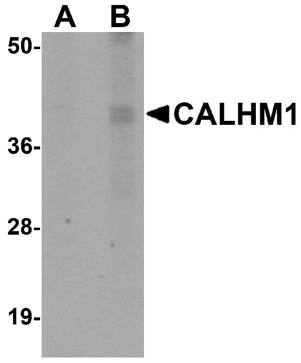 a03599 1 calhm1 primary antibodies wb testing 1