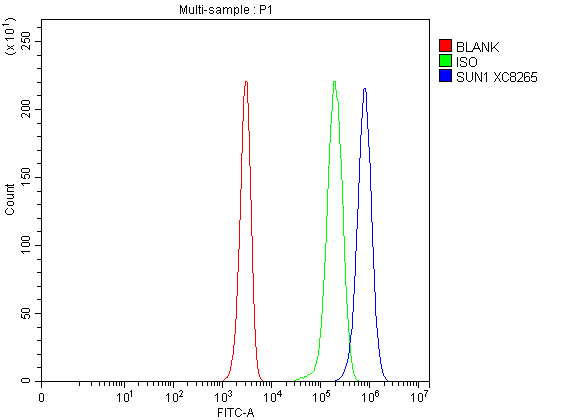 Flow Cytometry analysis of Jurkat cells using anti-SUN1 antibody (A03601-1)