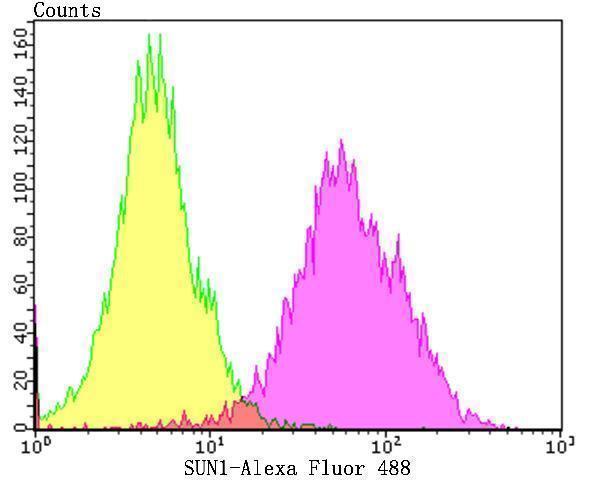 Flow cytometric analysis of SH-SY-5Y cells with SUN1 antibody at 1/100 dilution (purple) compared with an unlabelled control (cells without incubation with primary antibody; yellow)