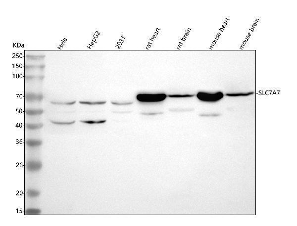  Western blot analysis of SLC7A7 using anti-SLC7A7 antibody (A03602-2)