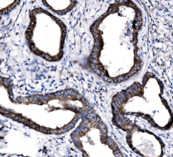  IHC analysis of NKCC1/SLC12A2 using anti-NKCC1/SLC12A2 antibody (A03603)