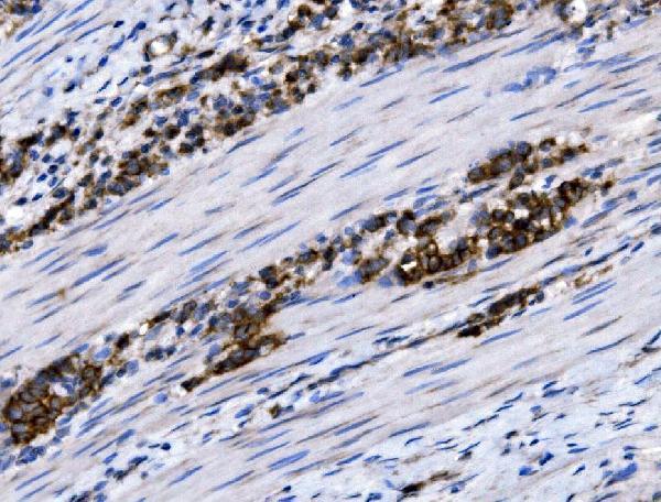 IHC analysis of NKCC1/SLC12A2 using anti-NKCC1/SLC12A2 antibody (A03603)
