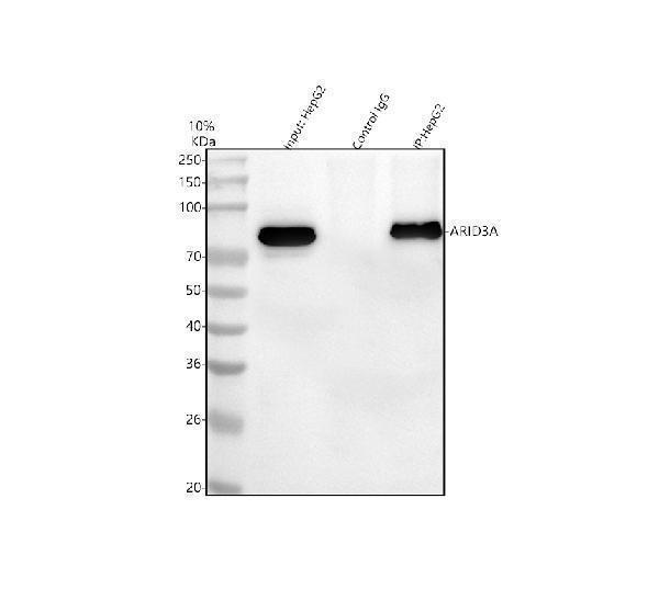 a03604 1 arid3a primary antibodies ip testing 3