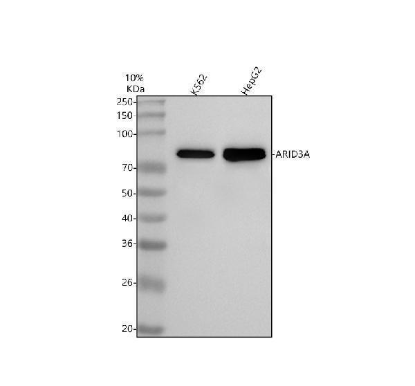 a03604 1 arid3a primary antibodies wb testing 1