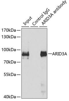 a03604 arid3a primary antiboties ip testing 4