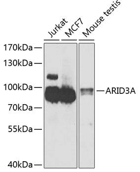 a03604 arid3a primary antiboties wb testing 1