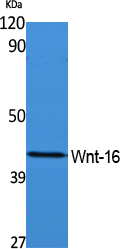 Western Blot analysis of extracts from rat kidney, using Wnt-16 Polyclonal Antibody